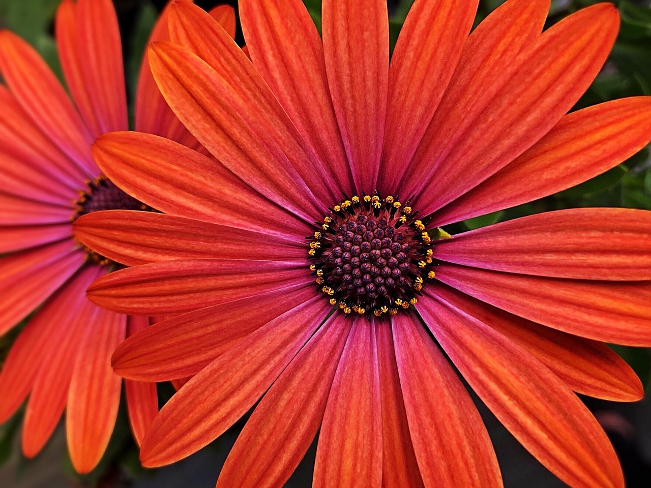 daisy  flower  spring free photo