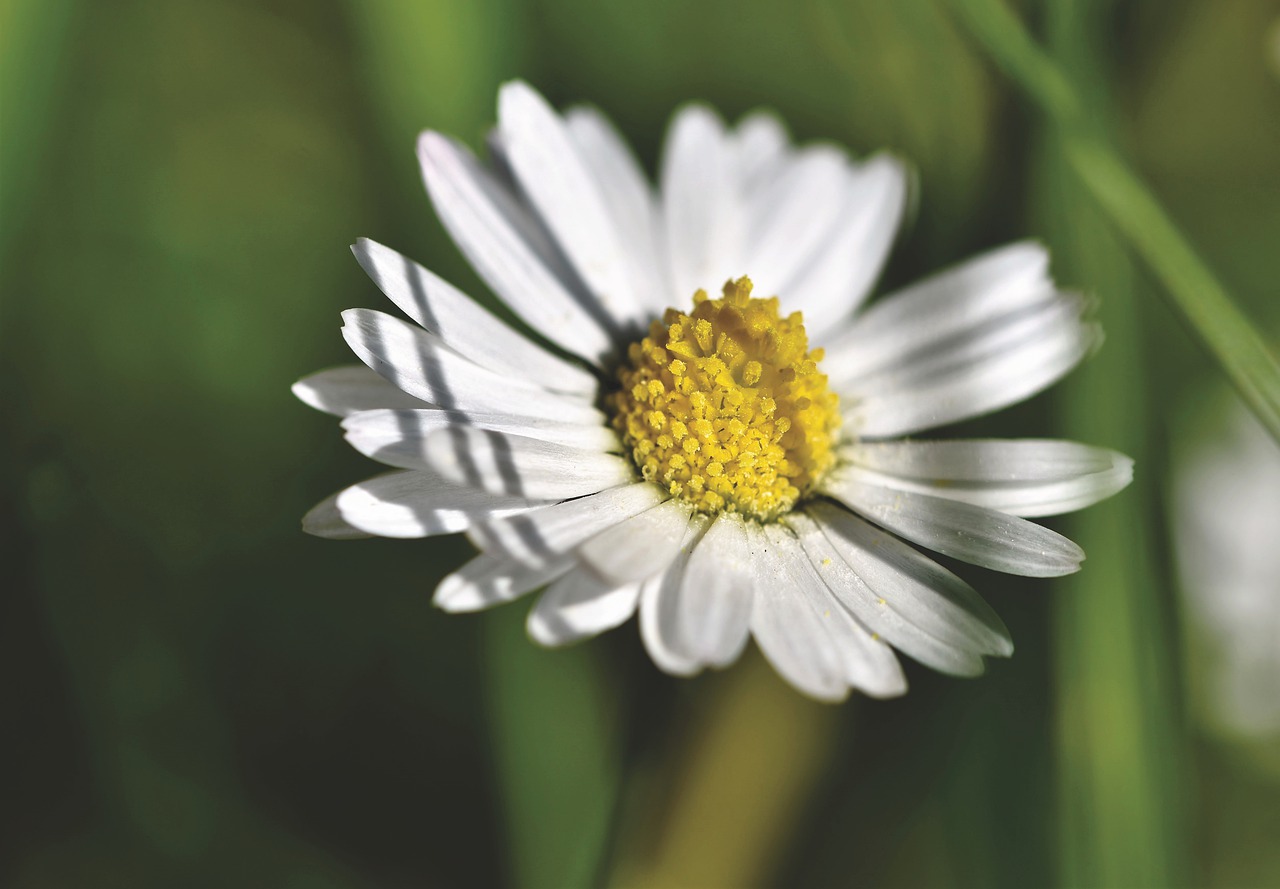 daisy  blossom  bloom free photo