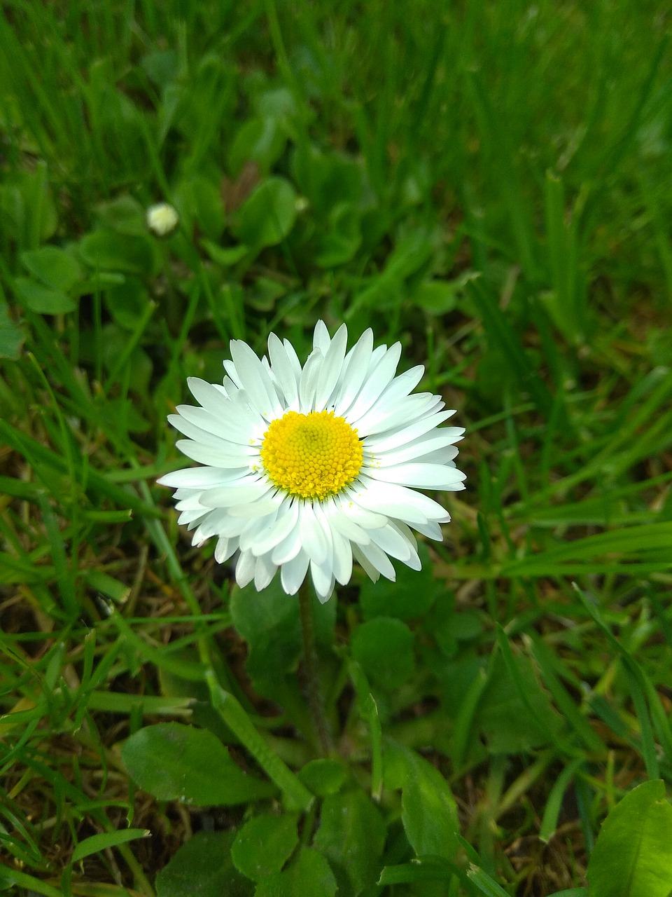 daisy  flower  spring free photo