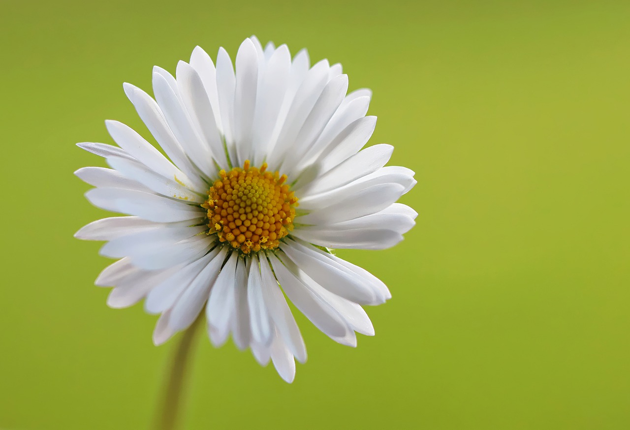 daisy  green  macro free photo