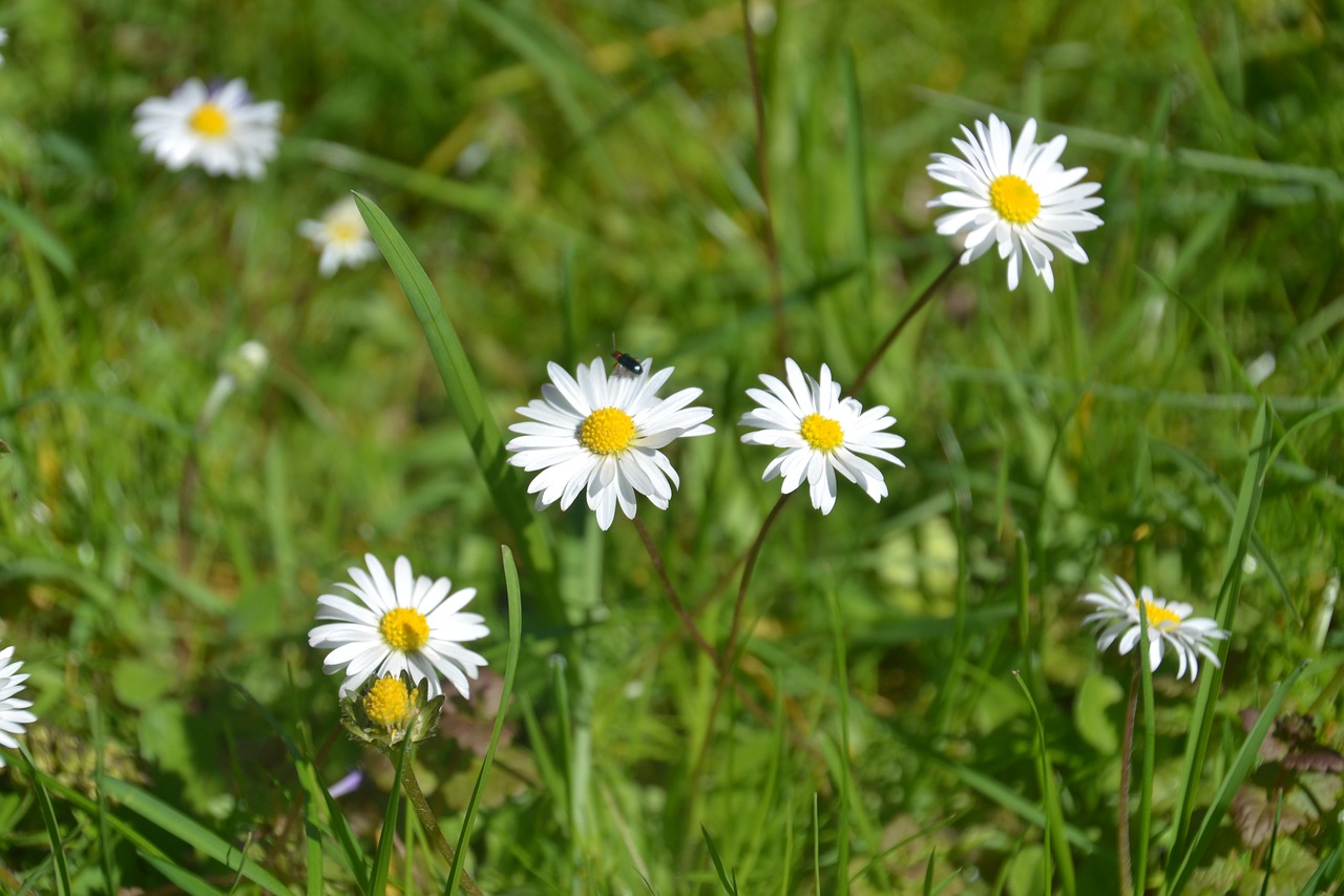 daisy  flower  meadow free photo