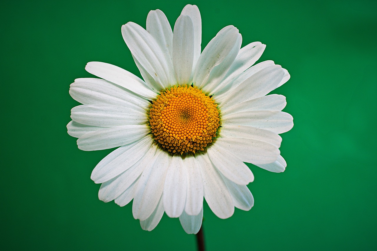 daisy  large  white free photo