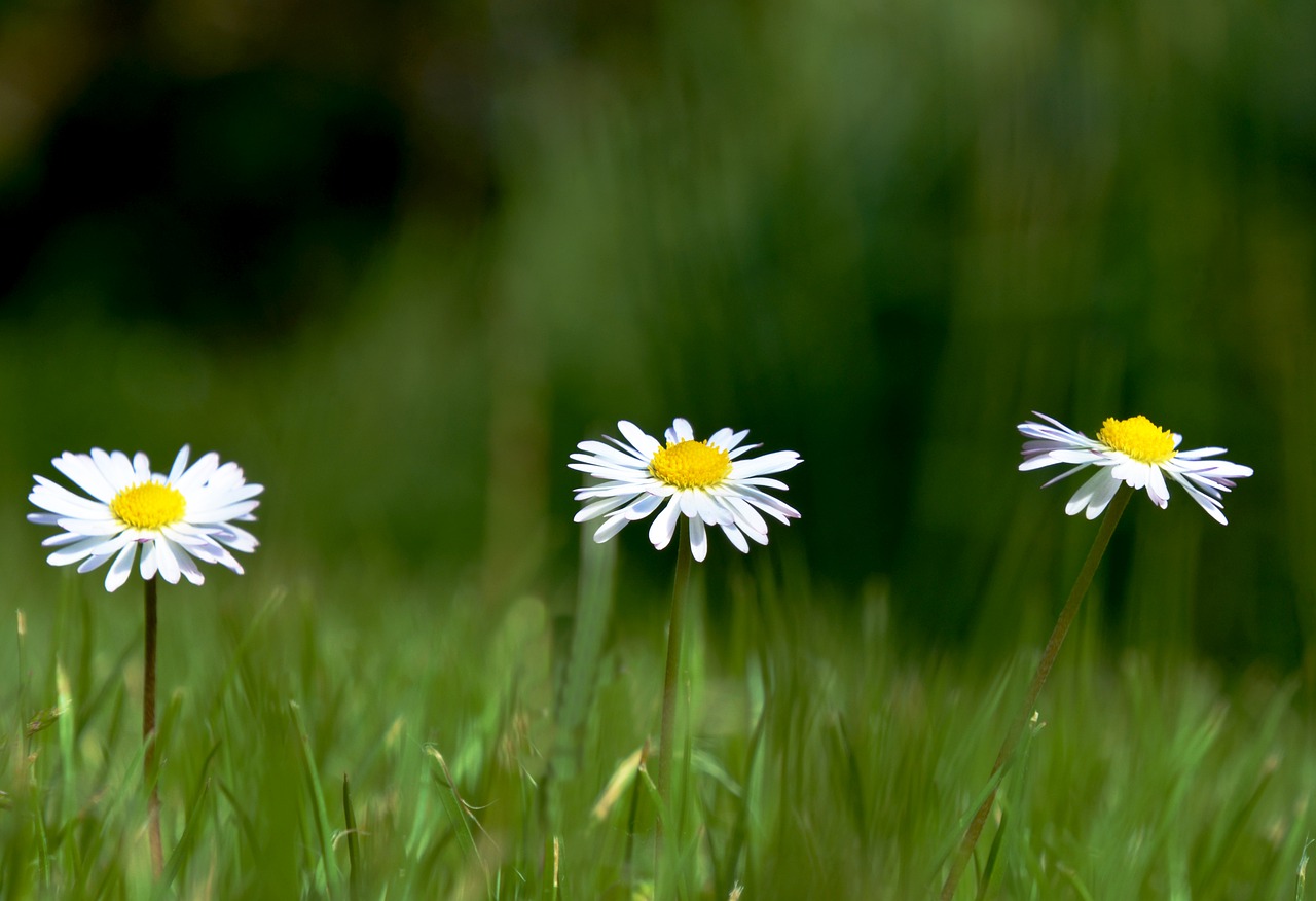 daisy  flower  meadow free photo