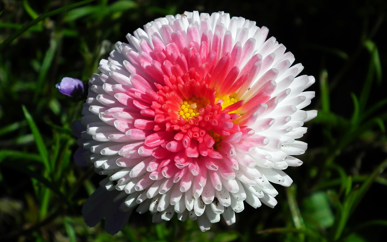 daisy  flower  spring free photo