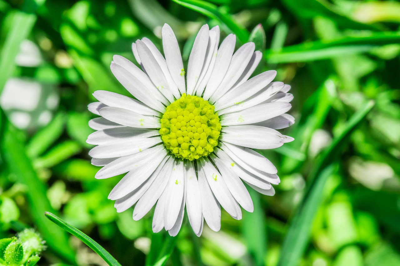 daisy  flower  grasshopper free photo