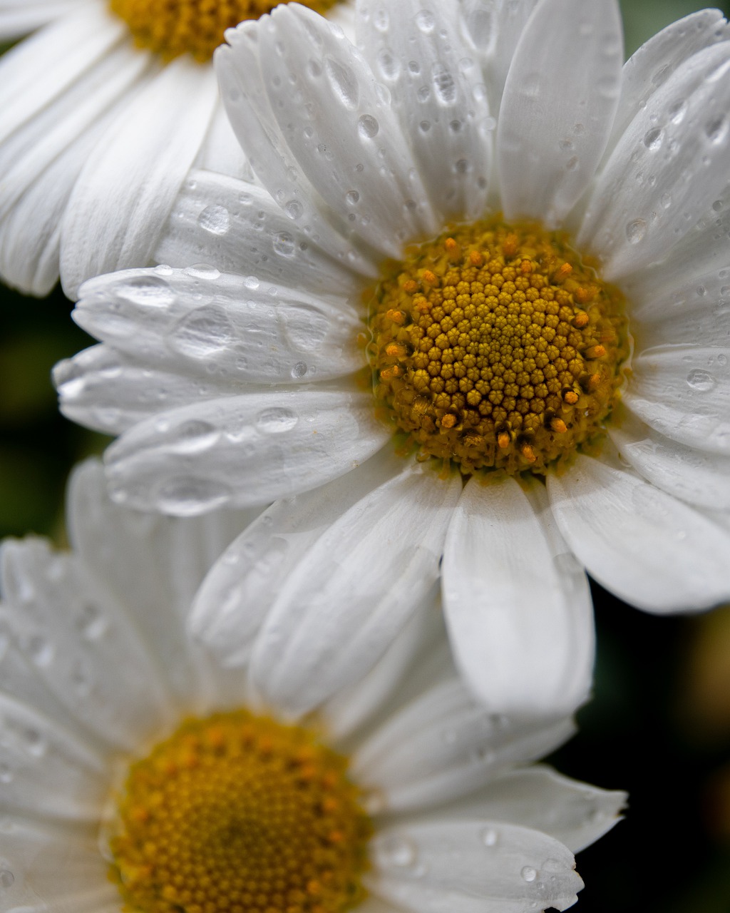 daisy  spring  bloom free photo