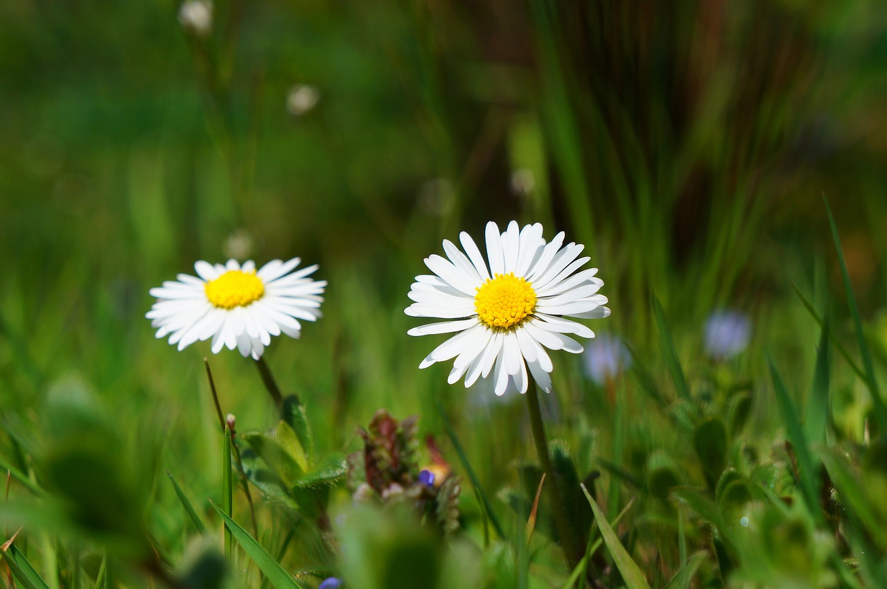 daisy flower blossom free photo