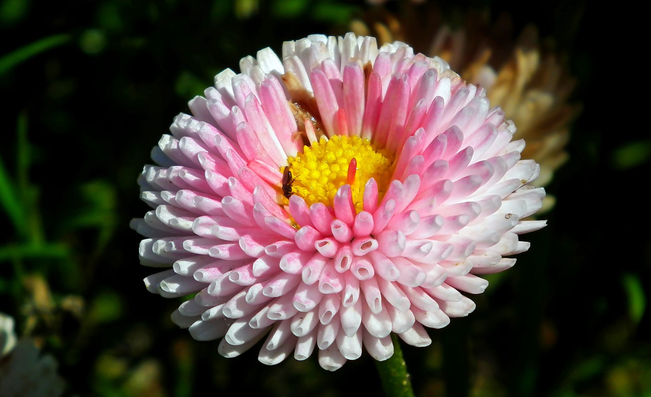 daisy  flower  blooming free photo