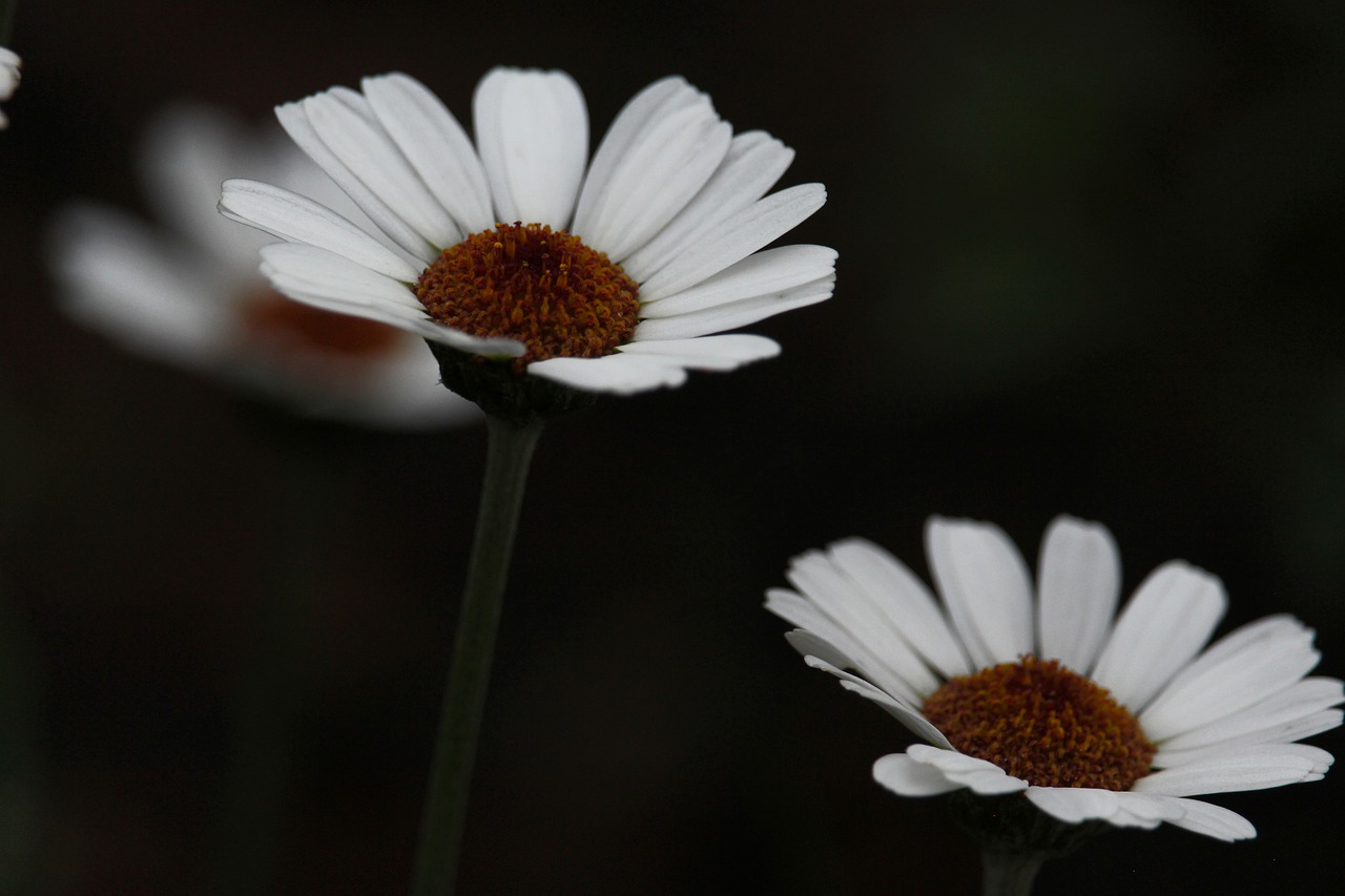 daisy  white flower  petals free photo