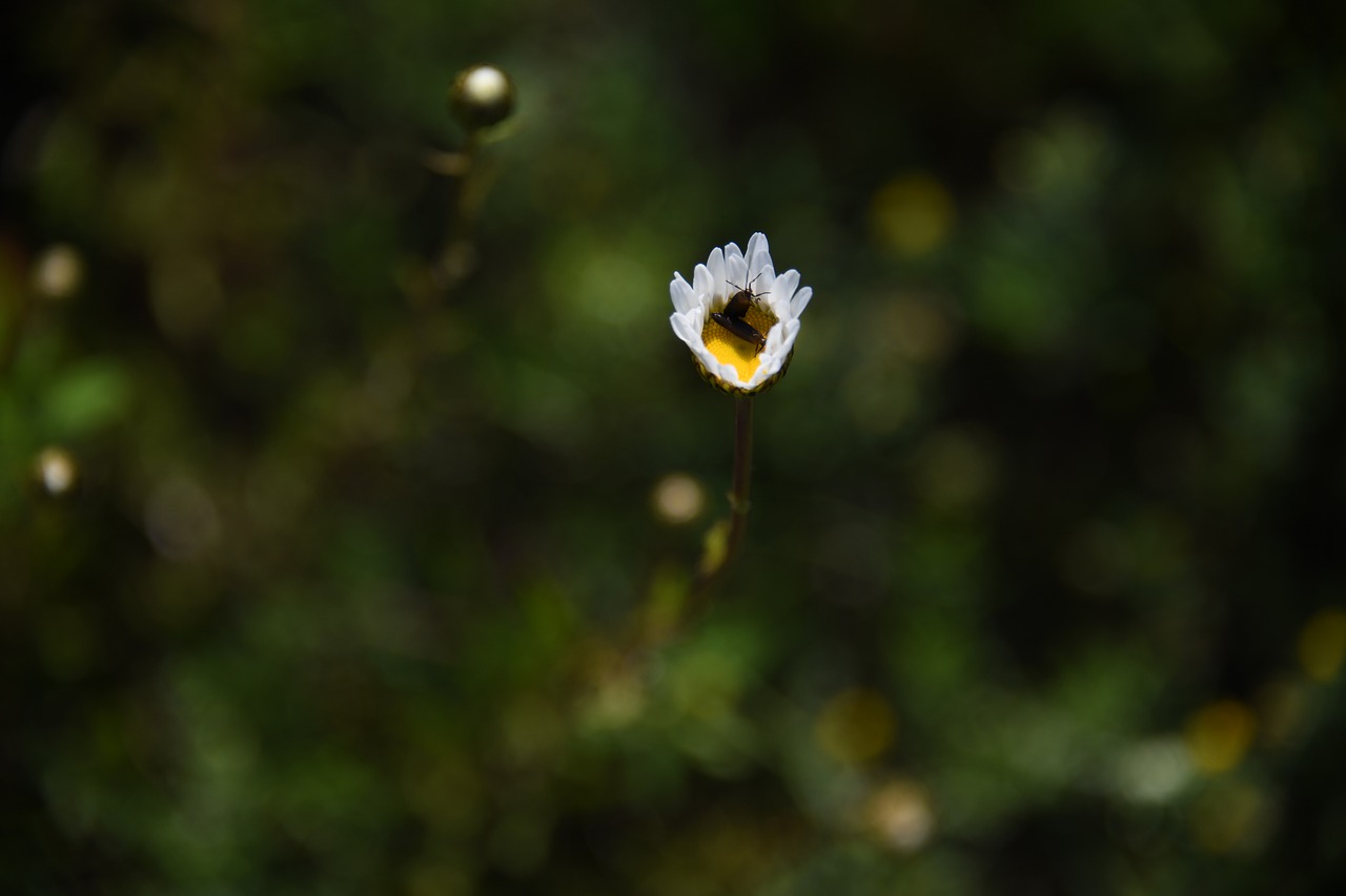 daisy  flower  white free photo