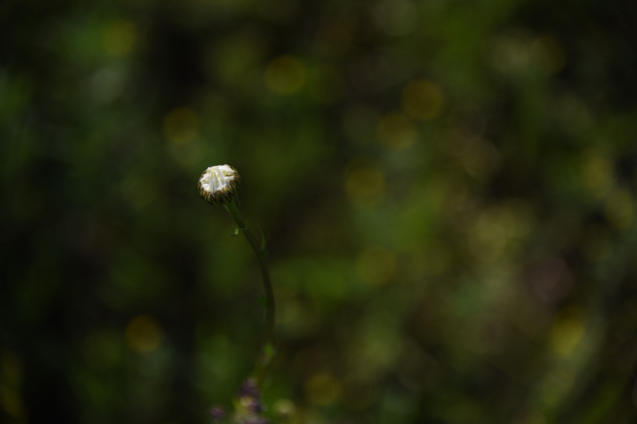 daisy  flower  white free photo