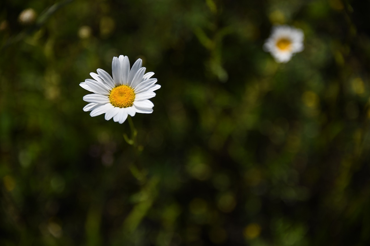 daisy  flower  white free photo