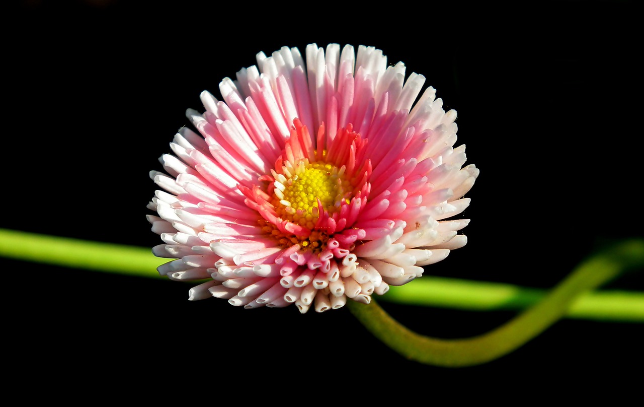 daisy  flower  spring free photo