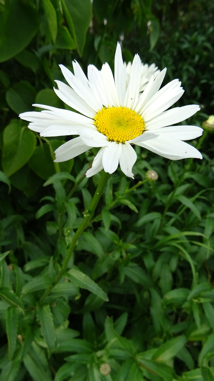 daisy  flower  nature free photo