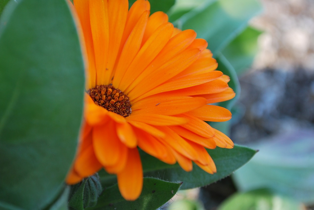 daisy flower orange free photo