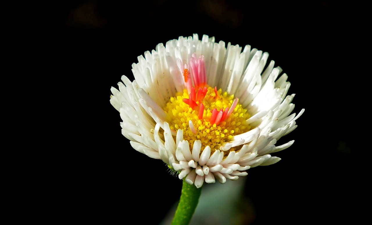 daisy  flower  colored free photo