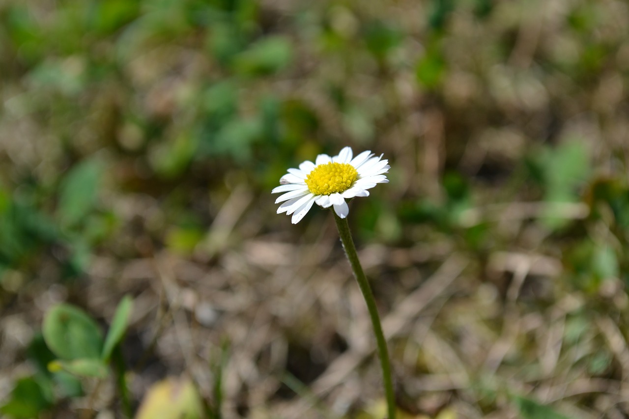 daisy flower grass free photo