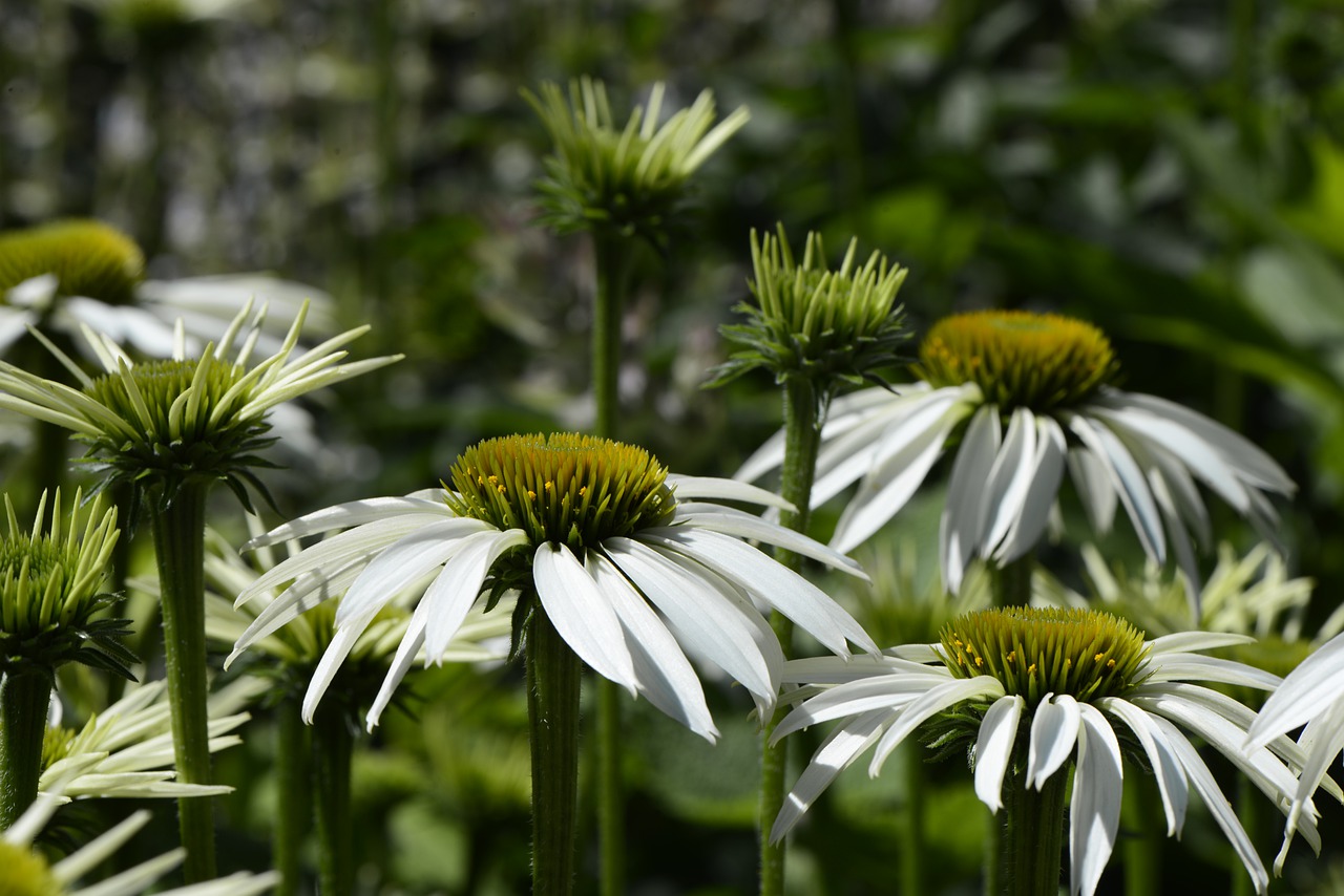 daisy  plant  flower free photo