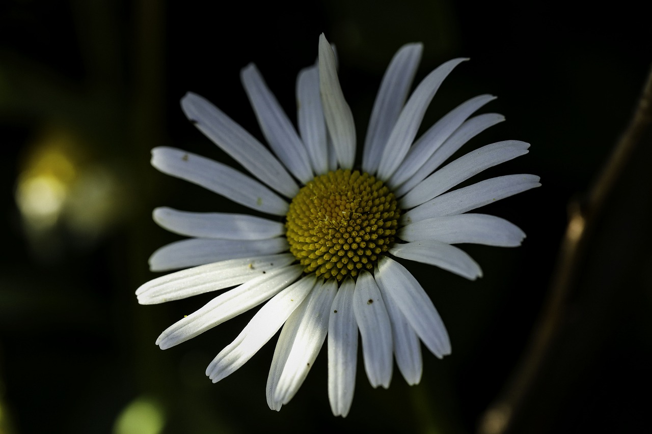 daisy  flower  nature free photo