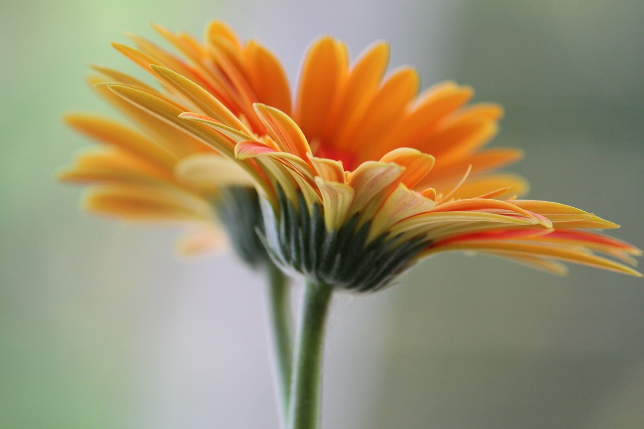 daisy flower petal free photo