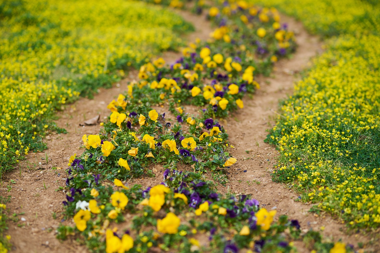 daisy  yellow  spring free photo