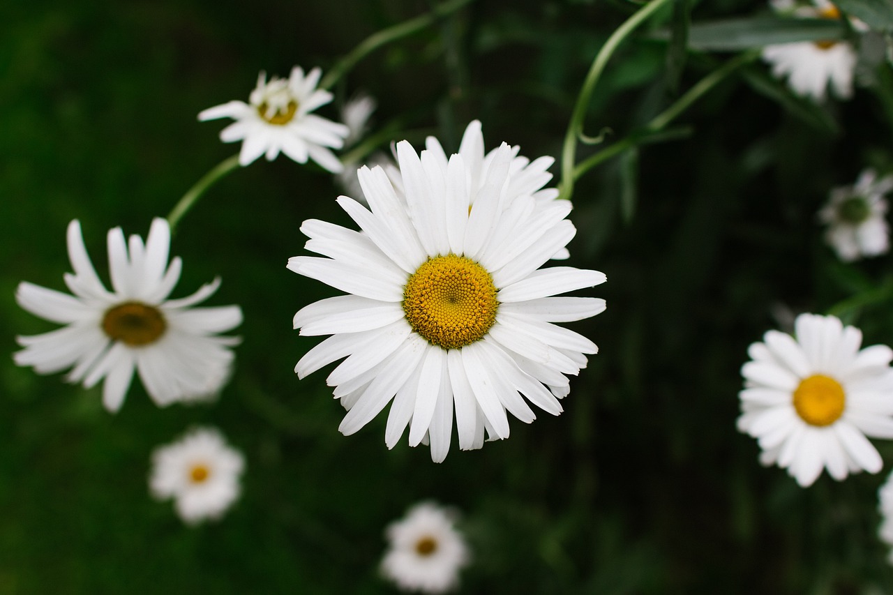 daisy  flower  bloom free photo