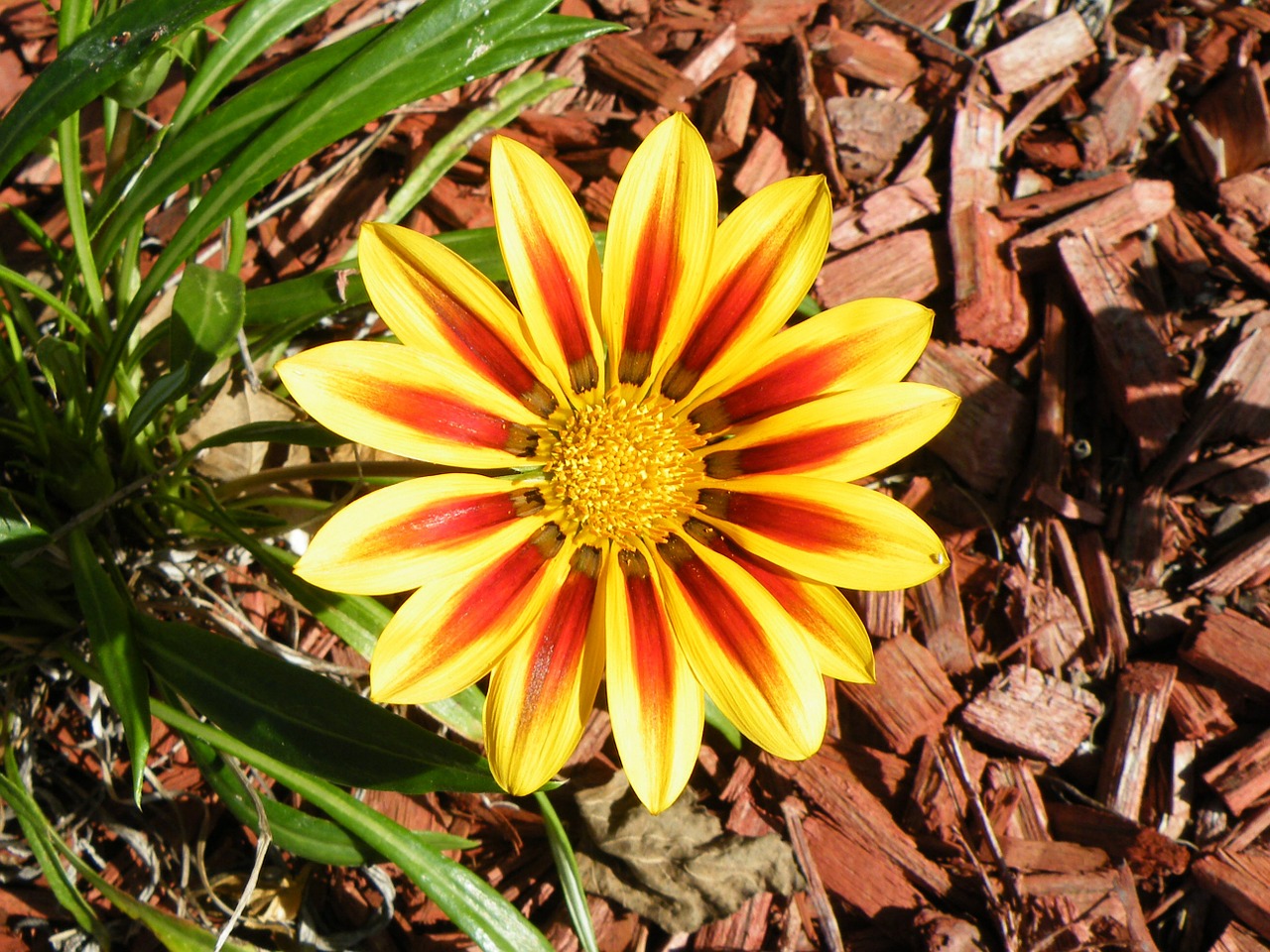 daisy floral plant free photo