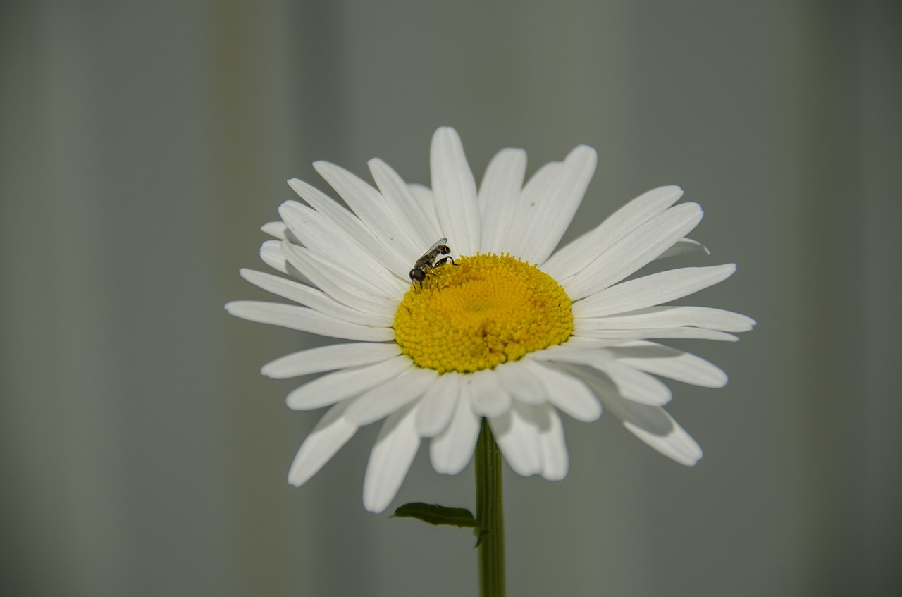 daisy flower white free photo