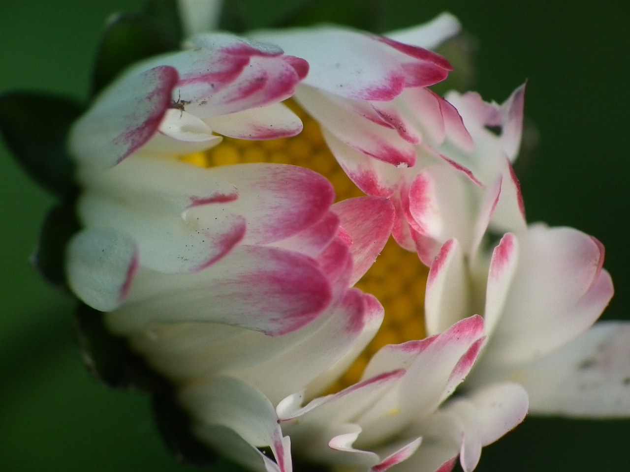 daisy blossom bloom free photo