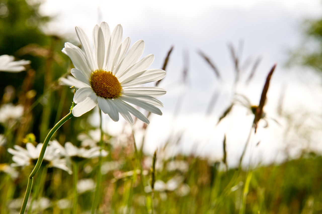 daisy blossom bloom free photo