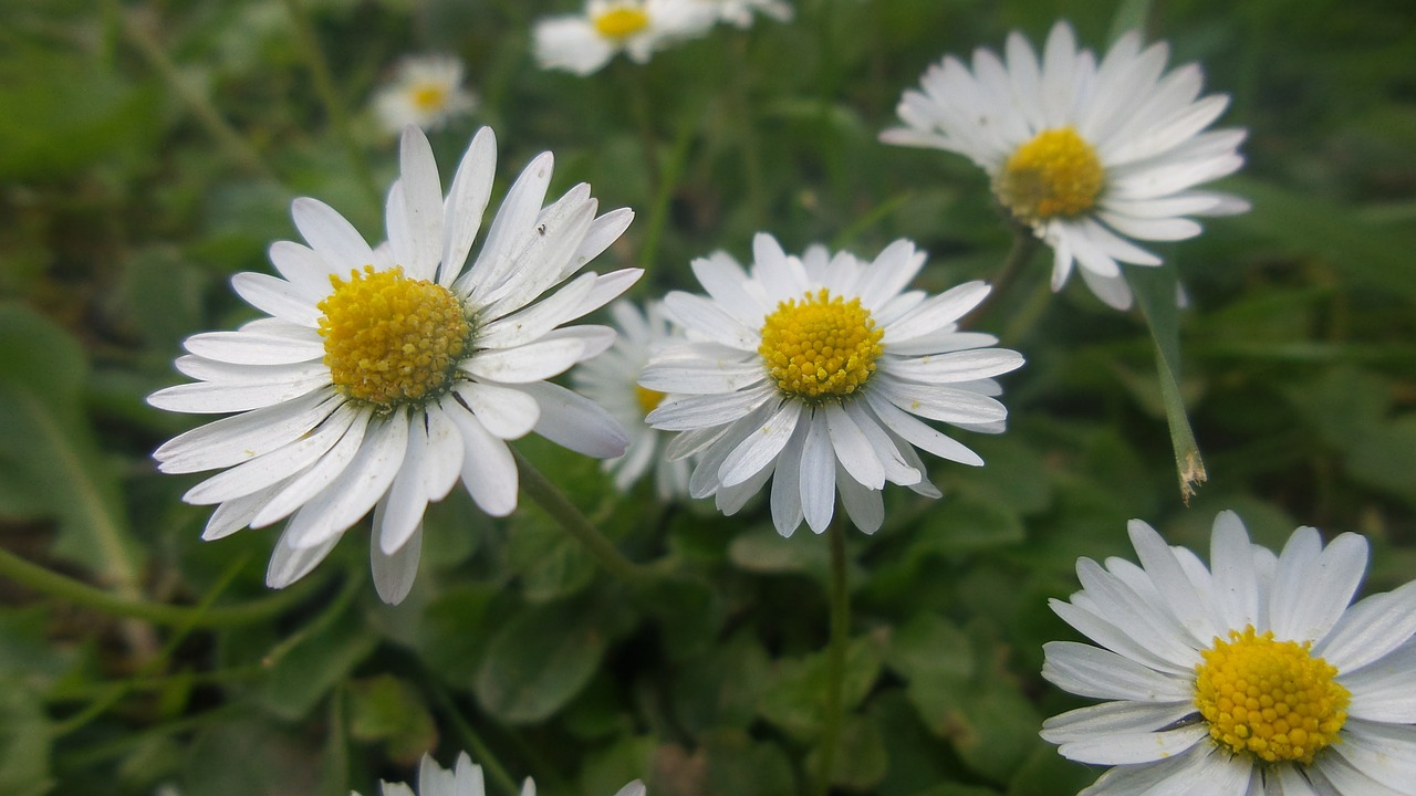 daisy nature plant free photo