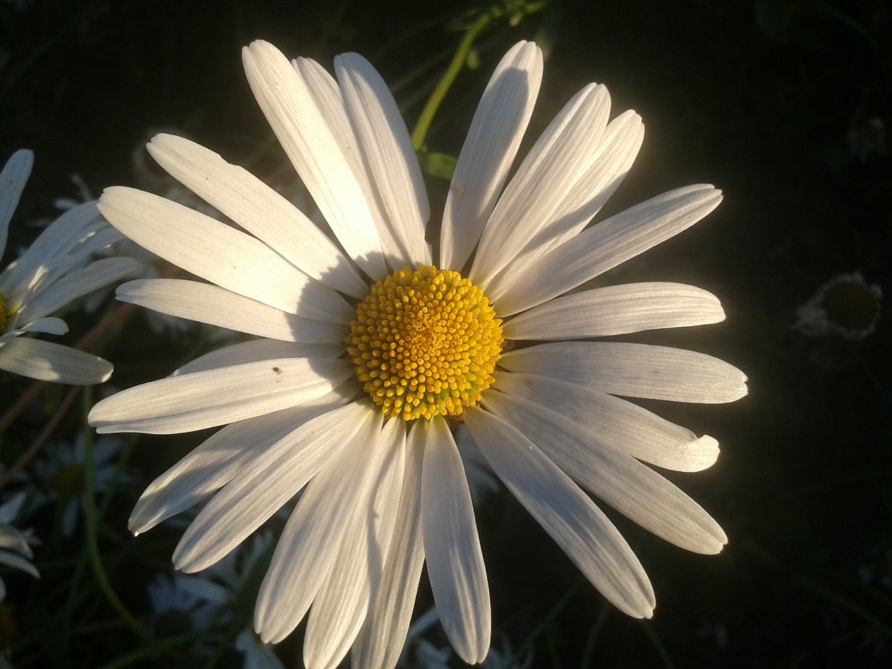 daisy flower garden free photo