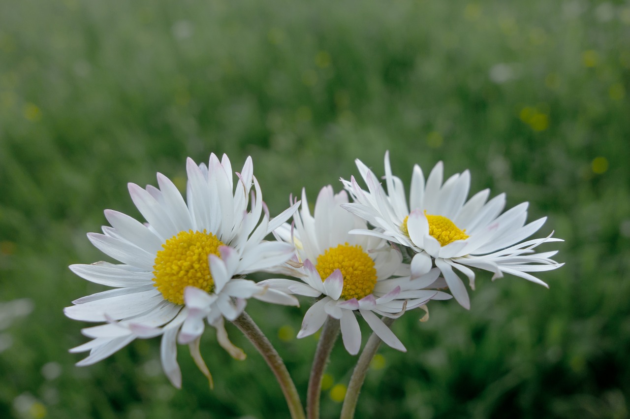 daisy flowers meadow free photo