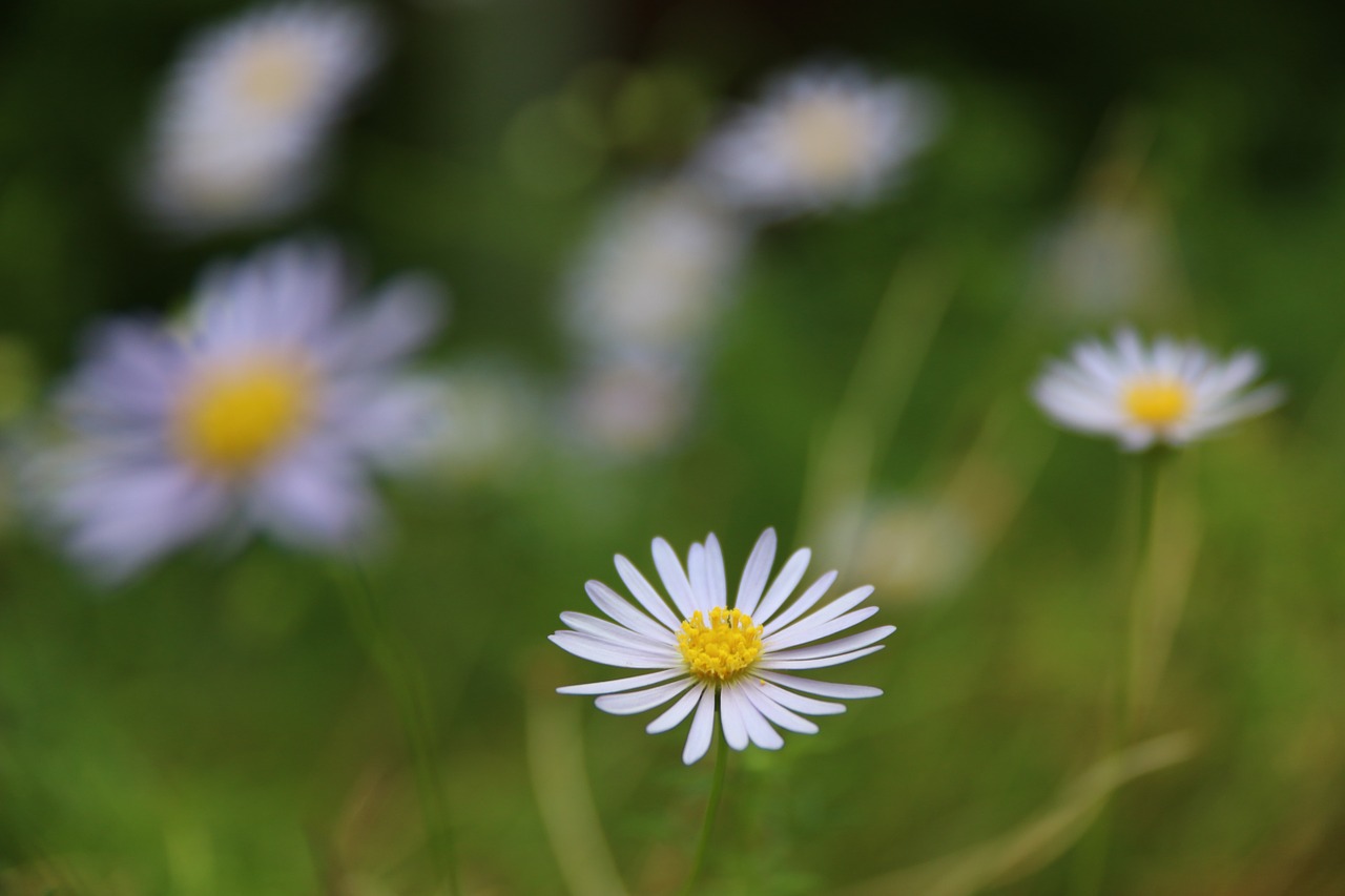 daisy flower nature free photo