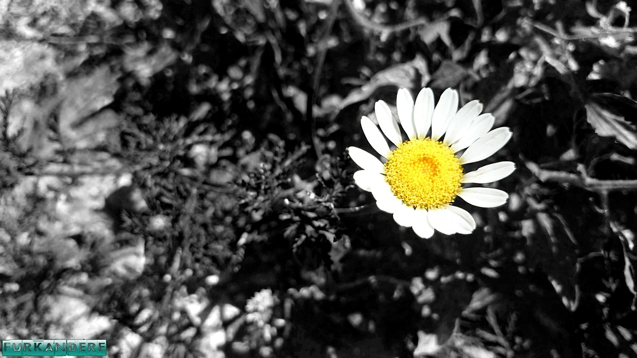 daisy flower flowers free photo