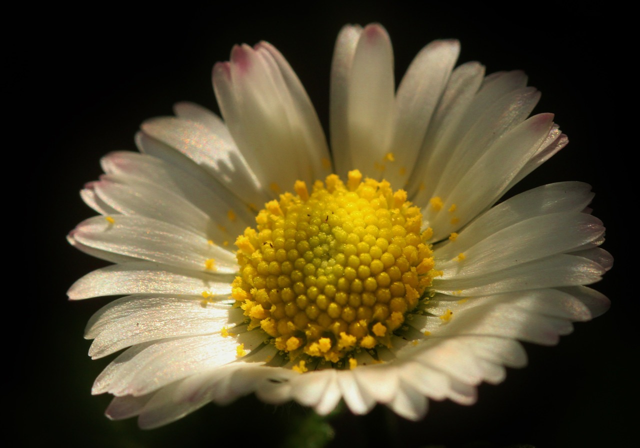 daisy flower blossom free photo