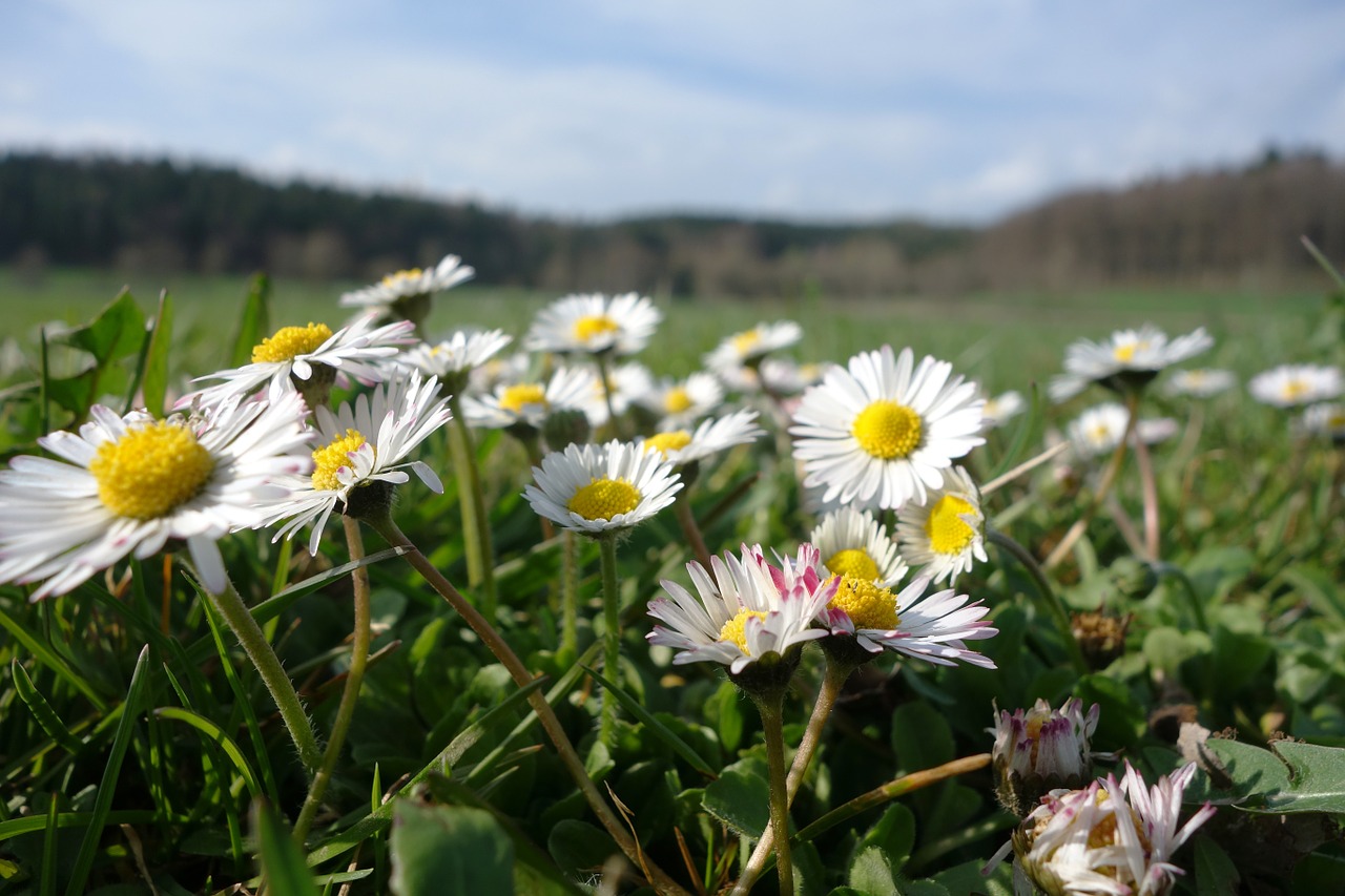 daisy meadow flower meadow free photo