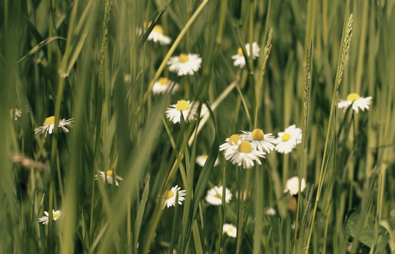 daisy meadow flowers free photo