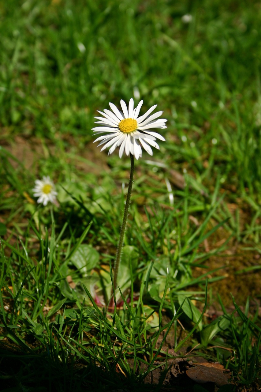 daisy flower pointed flower free photo