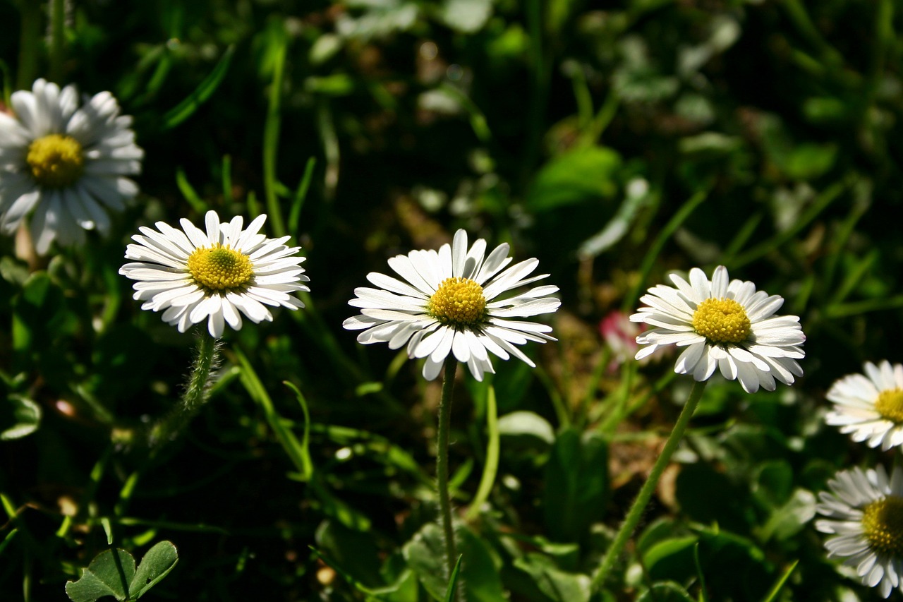 daisy flower pointed flower free photo