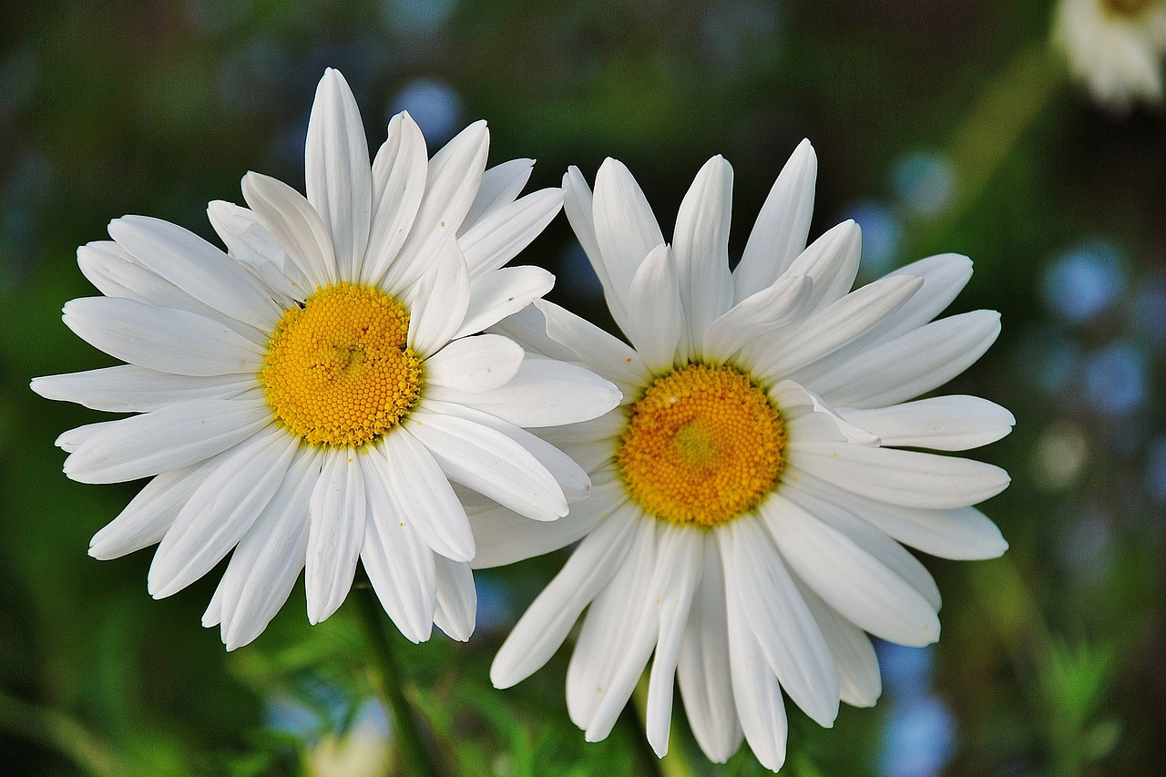 daisy daisies floral free photo