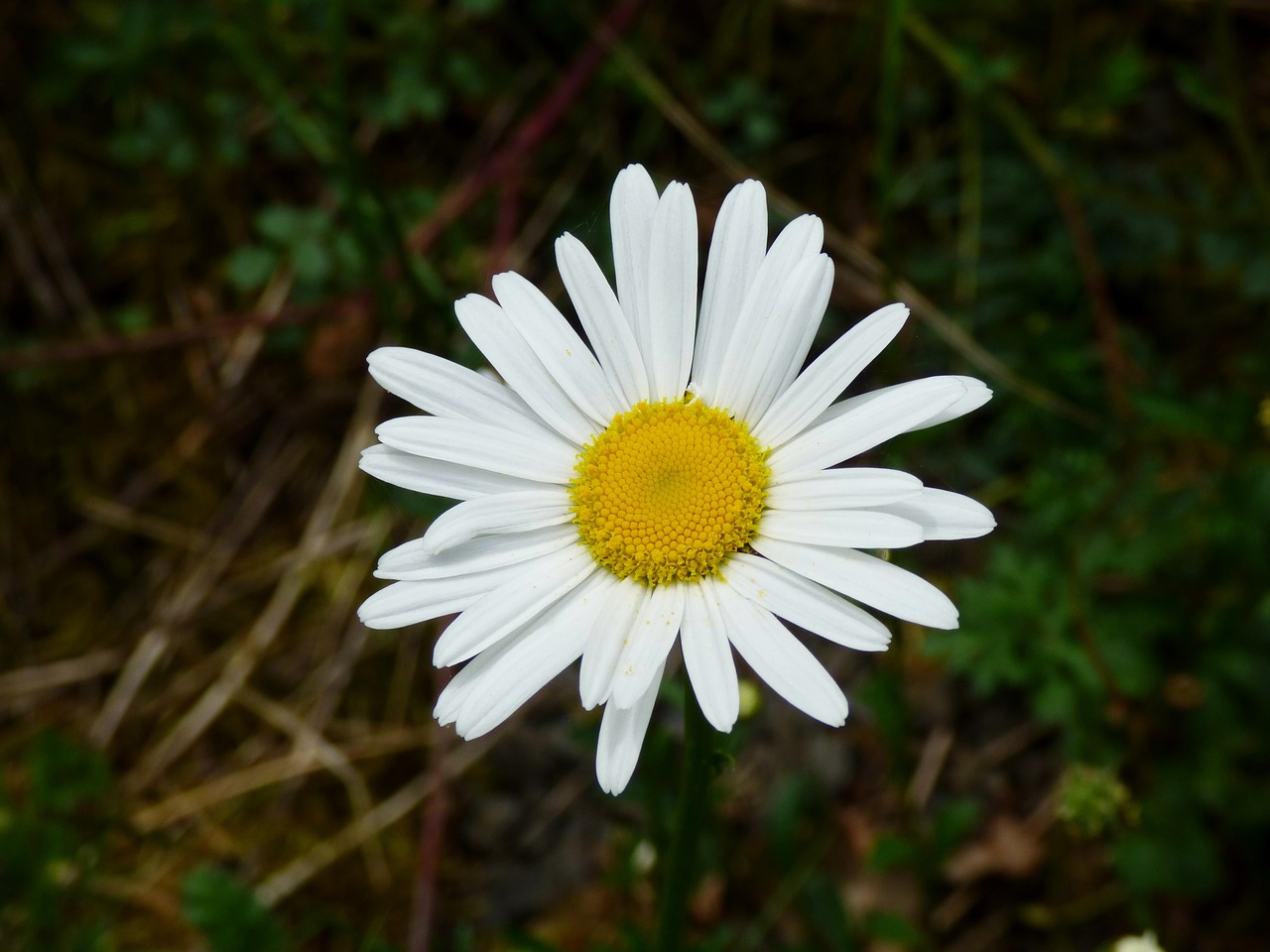 daisy white flower free photo