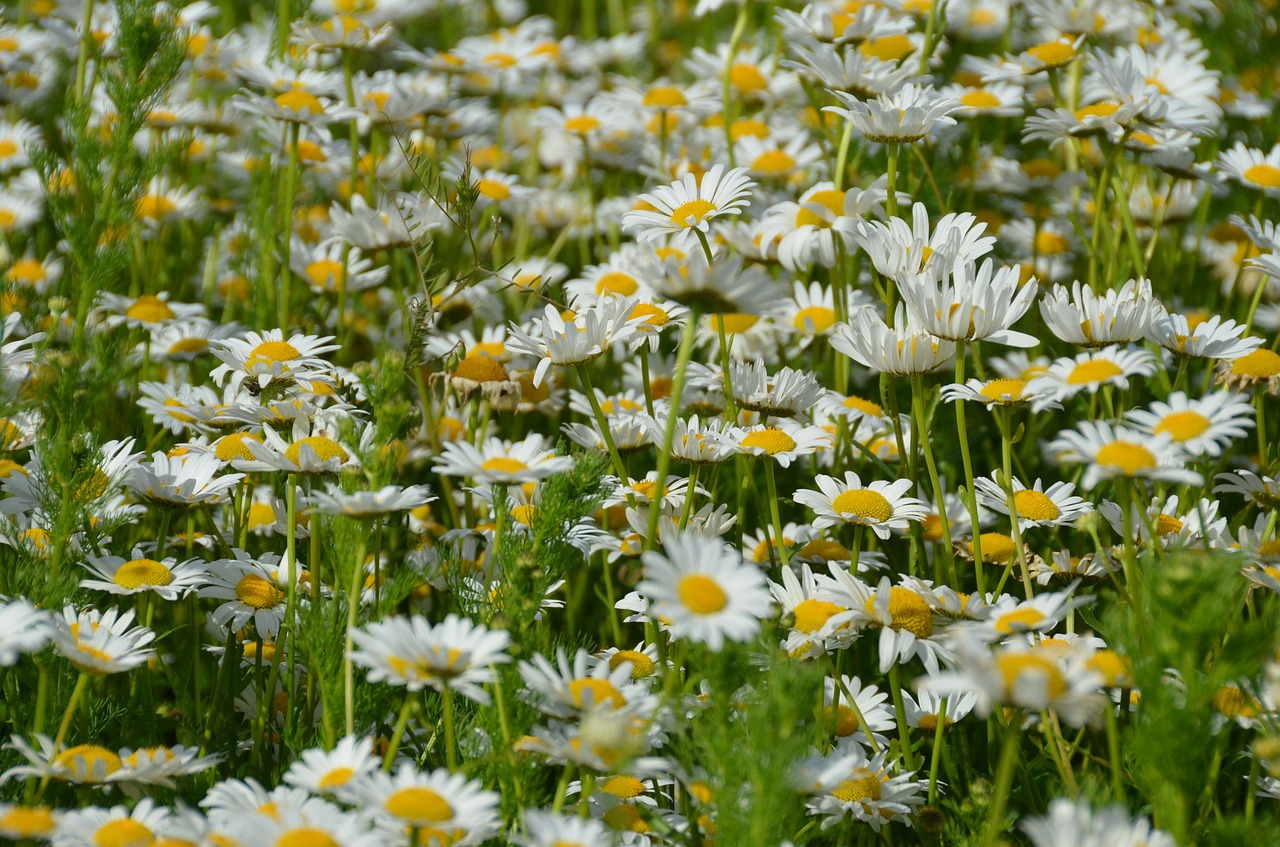 daisy meadow spring free photo