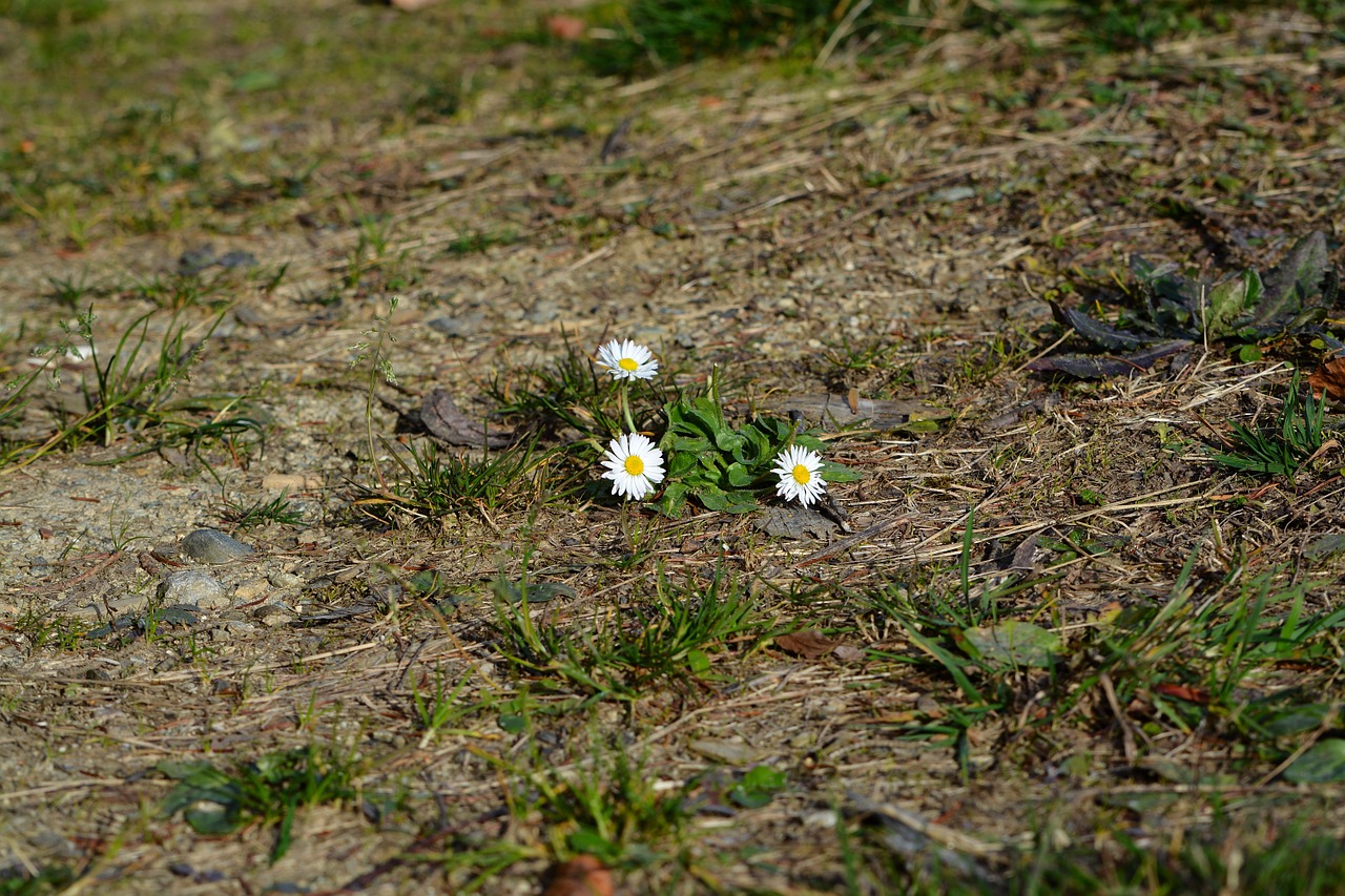 daisy flowers white free photo