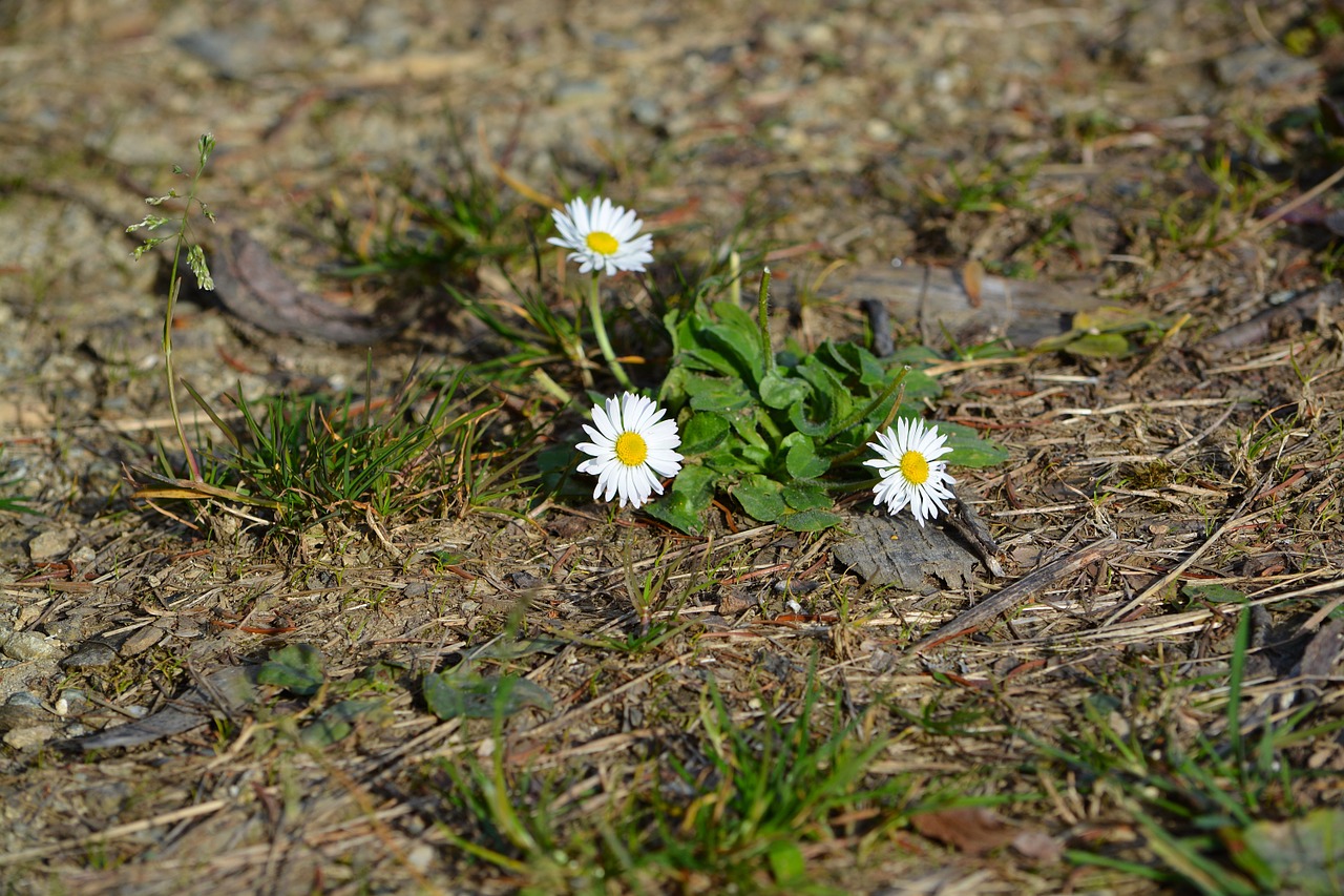 daisy flowers white free photo