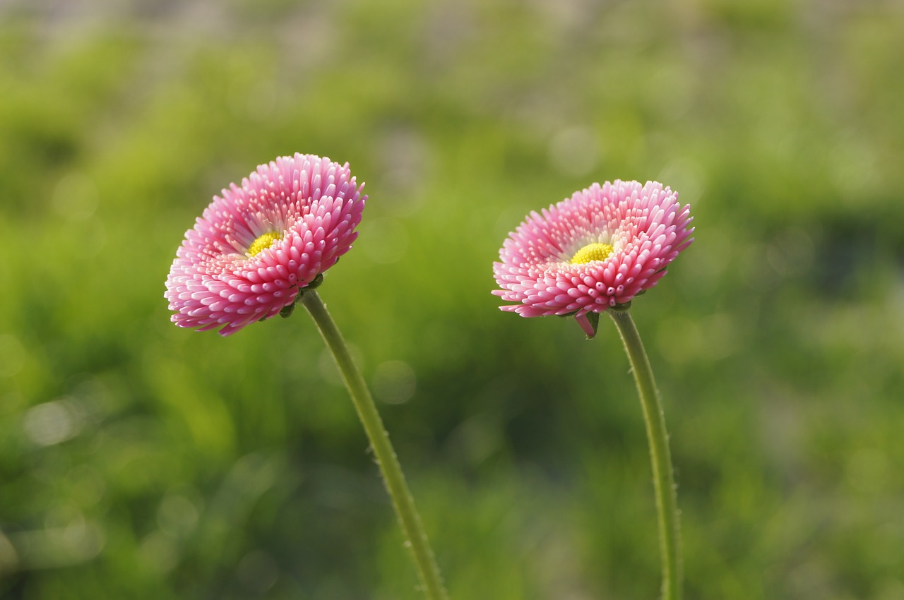 daisy pink blossom free photo