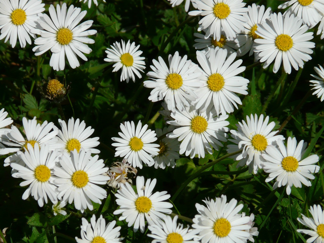 daisy flower plant free photo