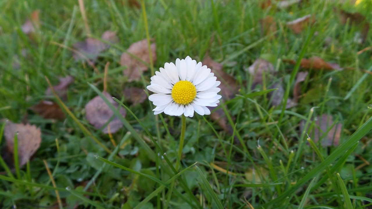 daisy autumn meadow free photo