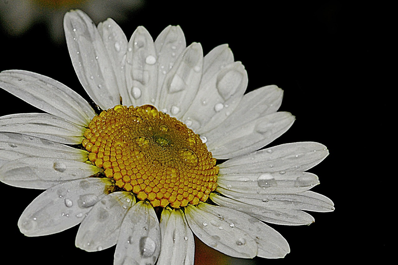 daisy flower nature free photo