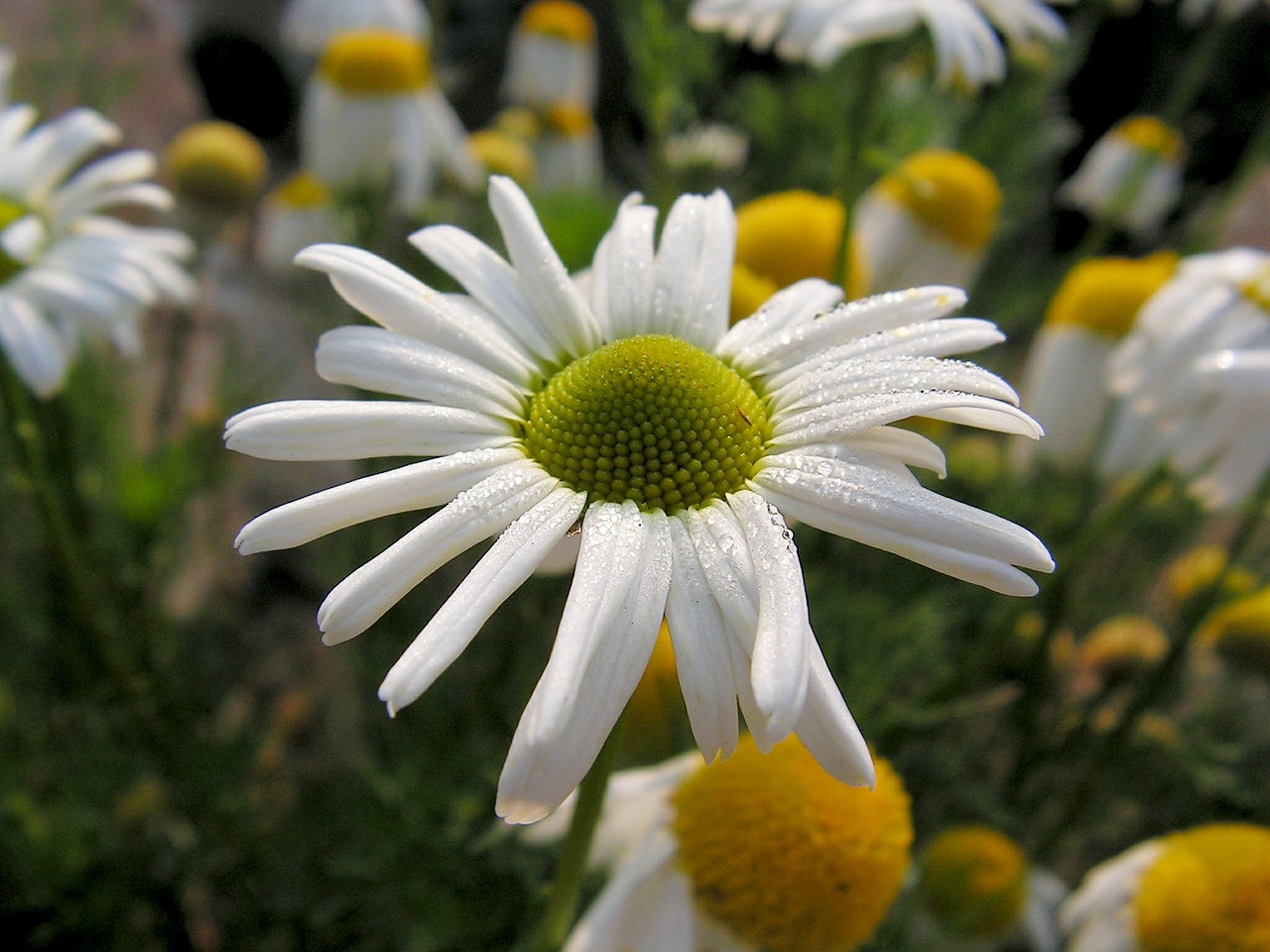 daisy white flower free photo